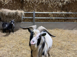 Adorable pygmy billy for hire