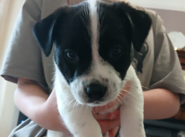 2 x Beautiful Jack Russell boy 7 week pups
