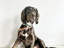 Cocker spaniel