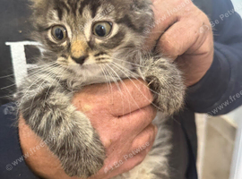 Kittens for sale