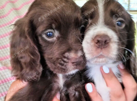 Sprocker pups