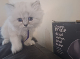 Beautiful Chinchilla x British long hair kittens