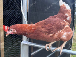 Point of Lay Lohmann Brown hens