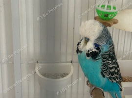 English exhibition show budgie.