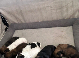 25%jack 75% shishzu beautiful pups