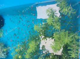 Young Oranda fry