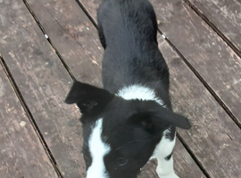 Dog for sale