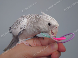 Hand reared hand tame female cockatiel