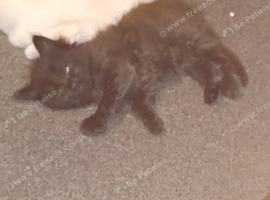 1 female brown maincoon kitten looking for her forever home