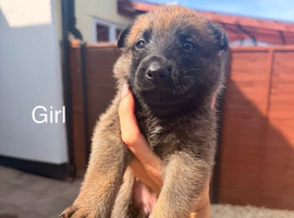 Belgian Sheppard malanois