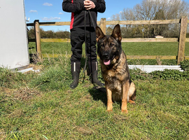 German Shepherd sable female