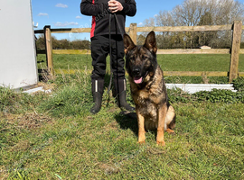 German Shepherd sable female