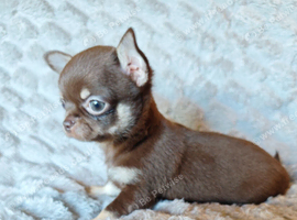 Tiny Russian Chihuahua babies