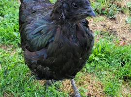 Rare Sumatran hen hatched 26 pol