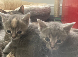 Kittens looking for a forever home