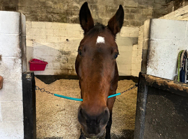 16.2 warmblood mare