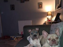 French bulldog cross shar pei