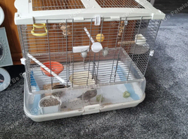 2 large canary