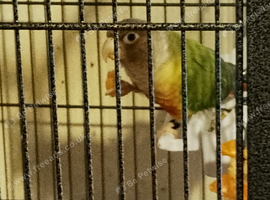 hand raised baby conure parrot available