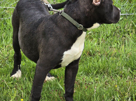 Presa Canario female