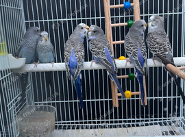 &ldquo;Beautiful Budgie Mutations