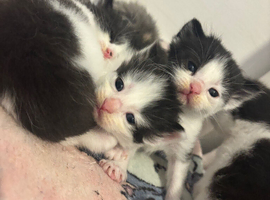 Black and white kittens