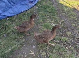 2 x khaki Campbell POL ducks