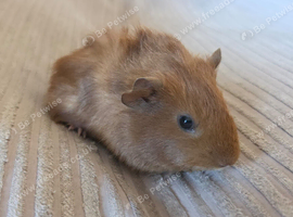 Female guinea pigs