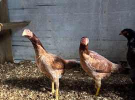 Shamo aseel hint cross hens