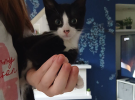 Tuxedo small male kitte