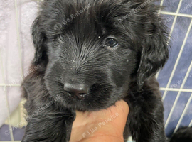 Golden retriever x flat coat retriever puppies