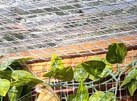 Green finch