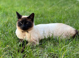 MISSING CAT, DEWSBURY MOOR!