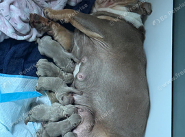 English bulldog puppies