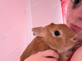Ginger neutered / vaccinated dwarf mix rabbit 13 weeks