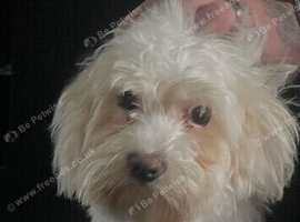 Maltese girl 6 and half mths