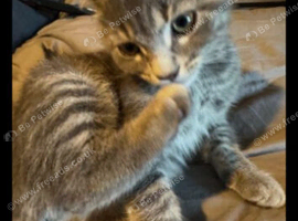 Male grey kitten for sale
