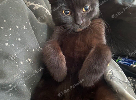 Black (half pedigree)