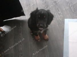 Male King charles spaniel