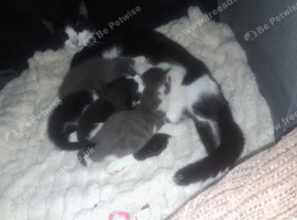 Ragdoll x black tabby