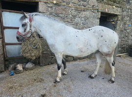 Gorgeous chunky teen ridden prospect