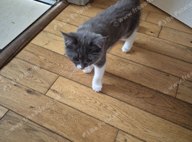 Stunning litter of maincoon x British short hair