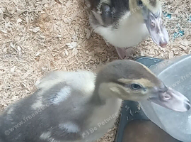 Muscovy ducklings