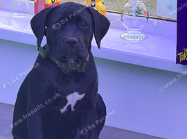 Female cane corso pup