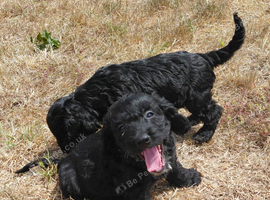 Beautiful Black Cockalier-a-Poo Puppies