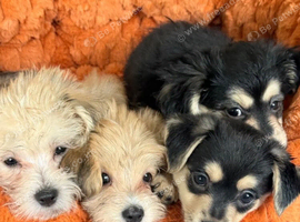 Unique Maltese x JackChi pups - ready to go!