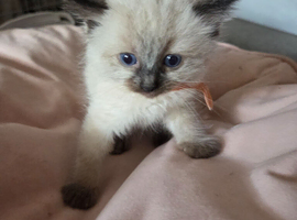 6 week old ragdoll kittens ready to leave 7th june