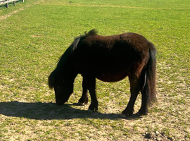 Dartmoor pony filly