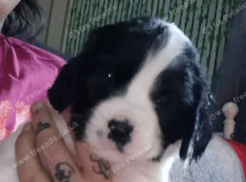 Jack a bee cross sprollie puppies