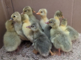 Goslings hatched 2/6/2026